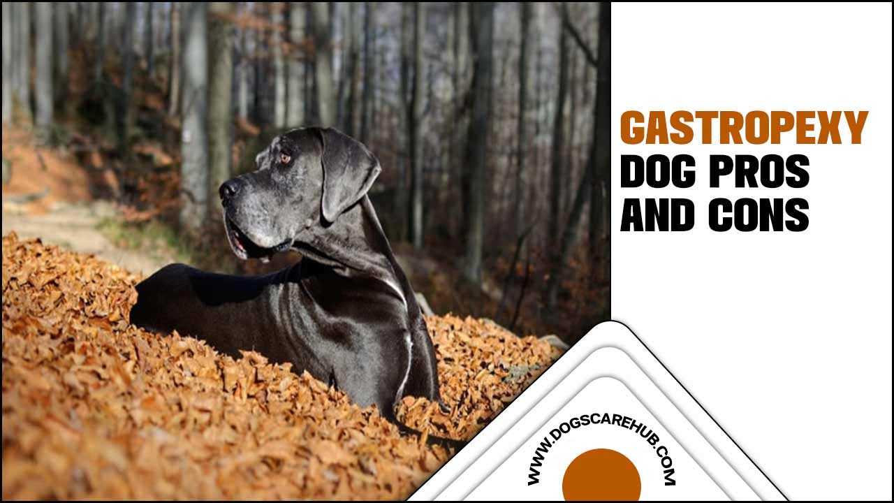 Gastropexy Dog Pros And Cons