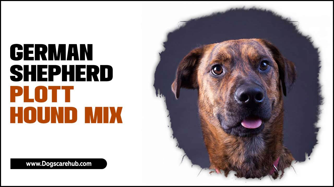 German Shepherd Plott Hound Mix