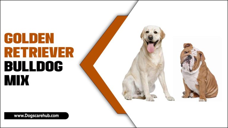 Golden Retriever Bulldog Mix: A Perfect Blend Of Breeds