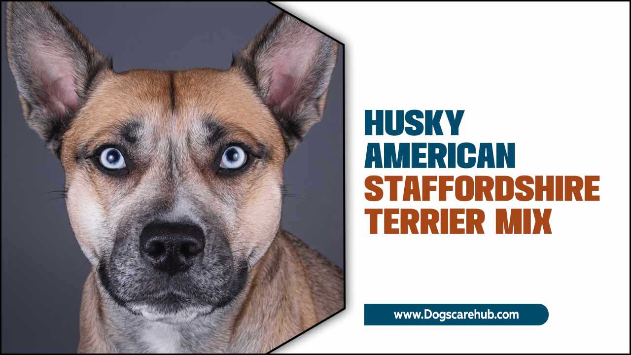 Husky American Staffordshire Terrier Mix