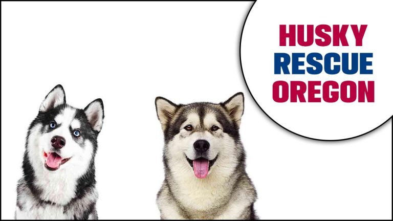 Husky Rescue Oregon – All About To Know 