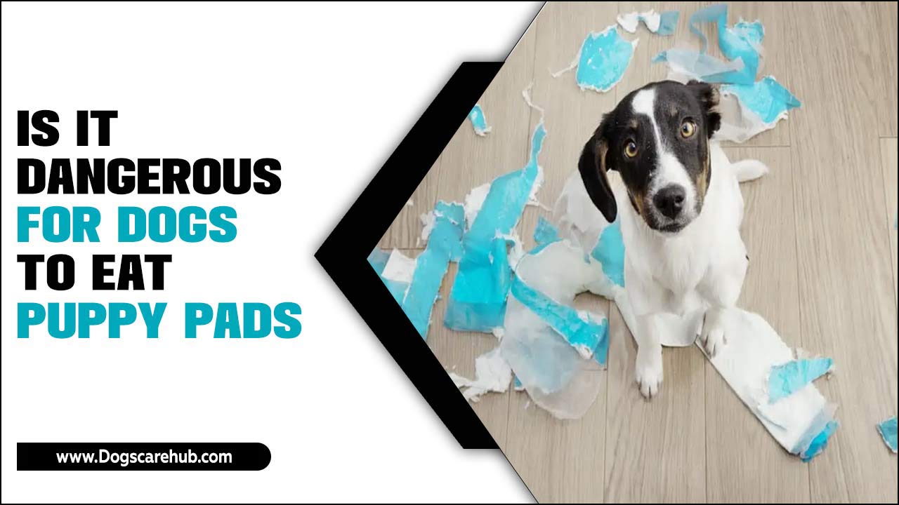 Is It Dangerous For Dogs To Eat Puppy Pads