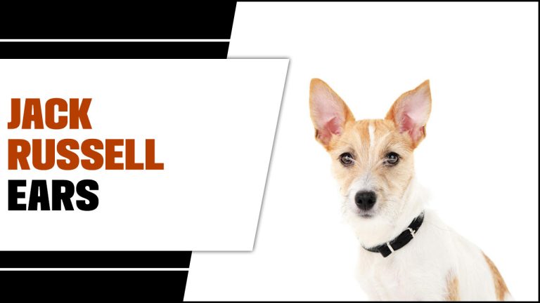 Why Do Some Jack Russells Ears Stand Up? A Easy Guide