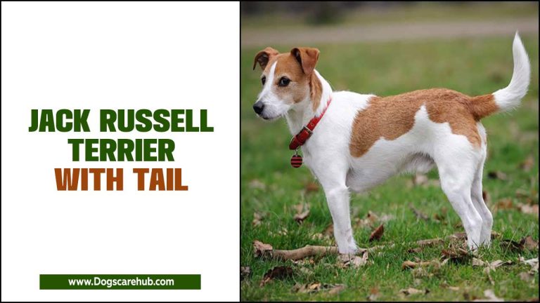 All About Jack Russell Terrier With Tail