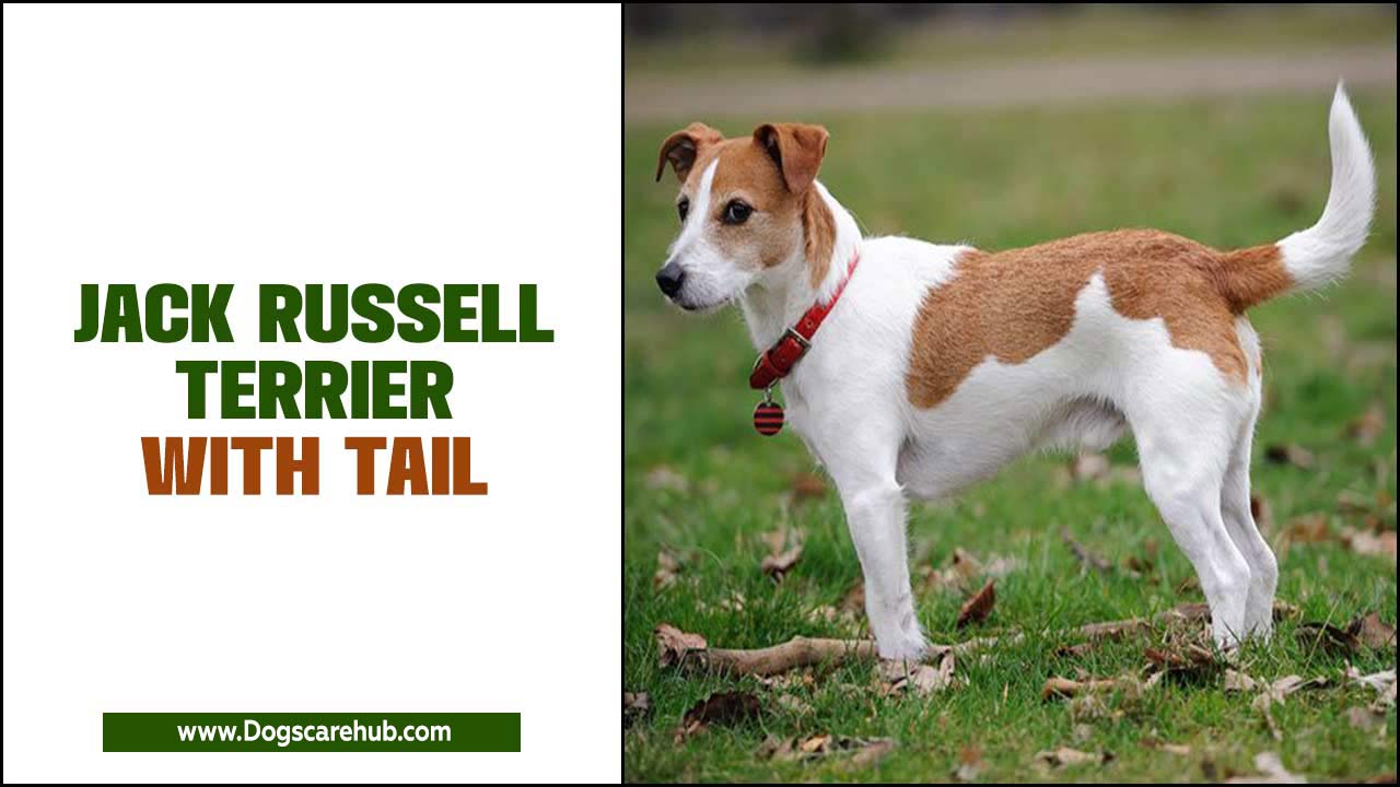 Jack Russell Terrier With Tail