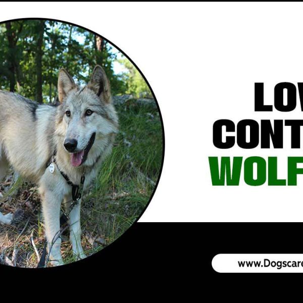 Low Content Wolfdog