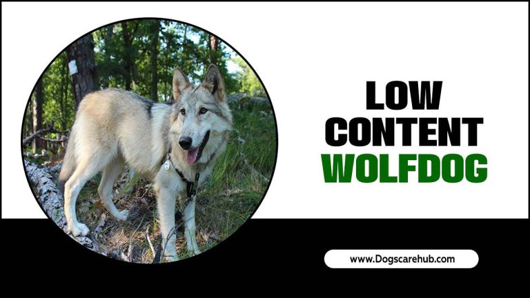 What Is A Low Content Wolfdog? (2024)