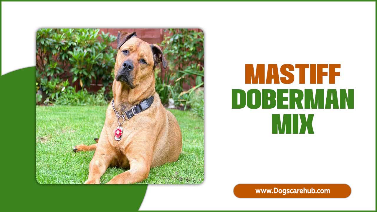 Mastiff Doberman Mix