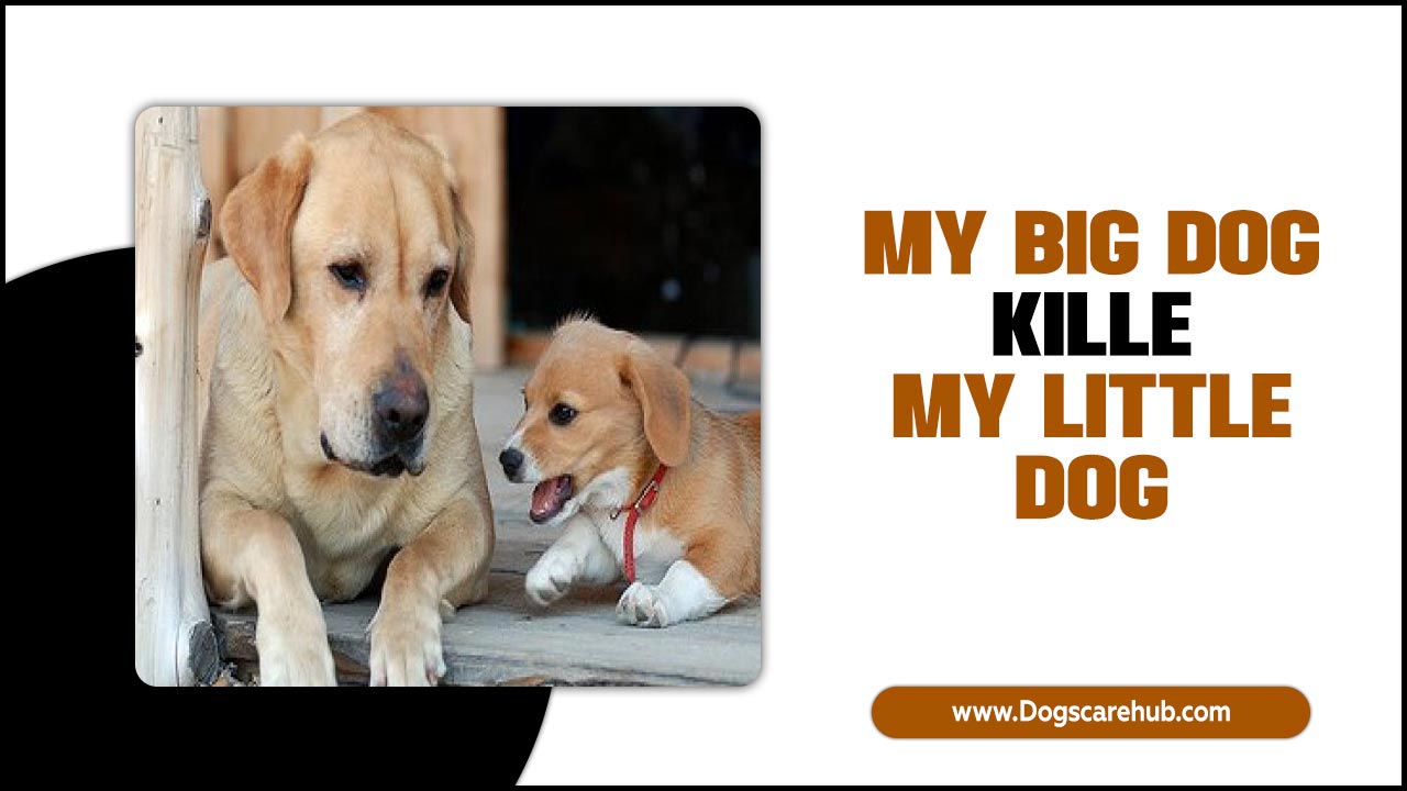 My Big Dog Killed My Little Dog