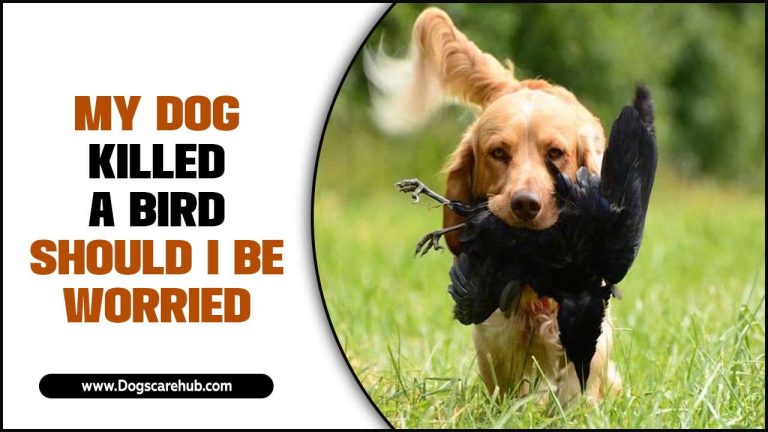 My Dog Killed A Bird Should I Be Worried: Understanding The Consequences Of Your Dog Killing A Bird