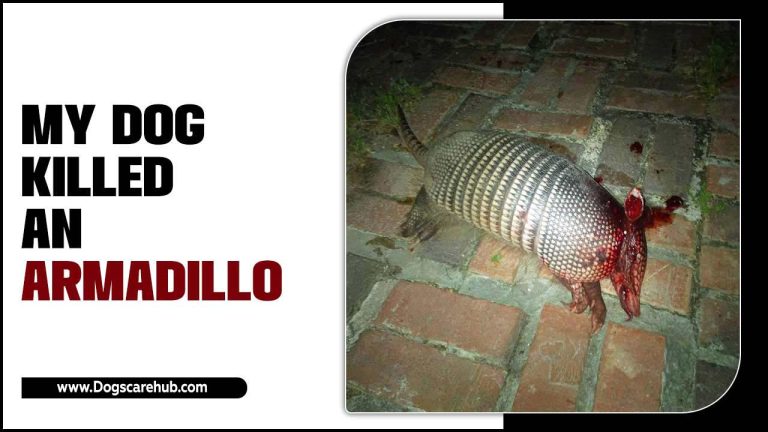 Why Does My Dog Killed An Armadillo – Reason And Prevent