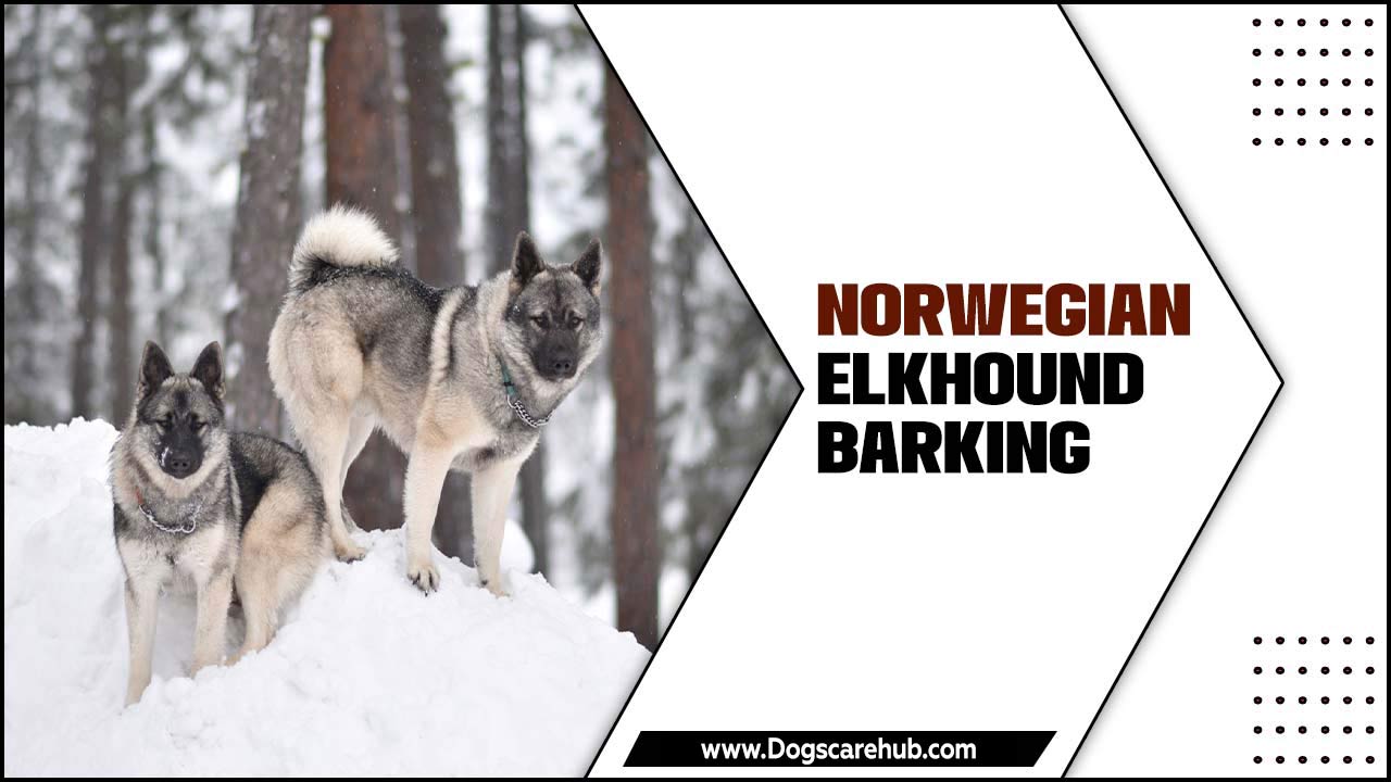 Norwegian Elkhound Barking