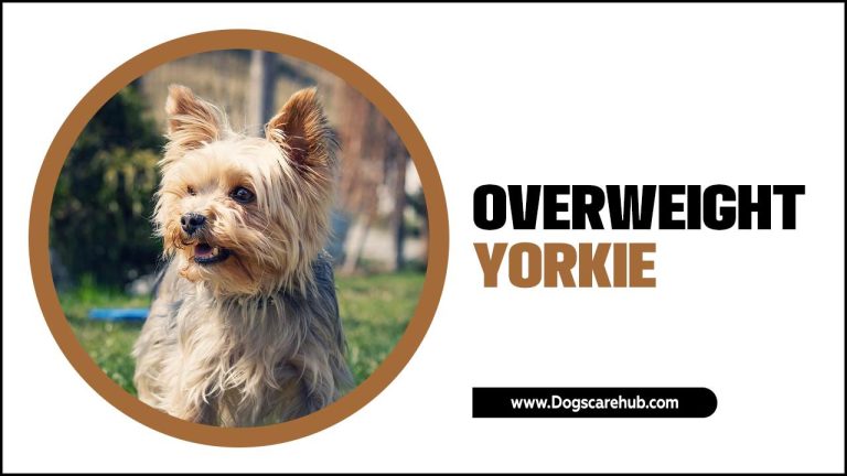 How To Help Your Overweight Yorkie Lose Weight