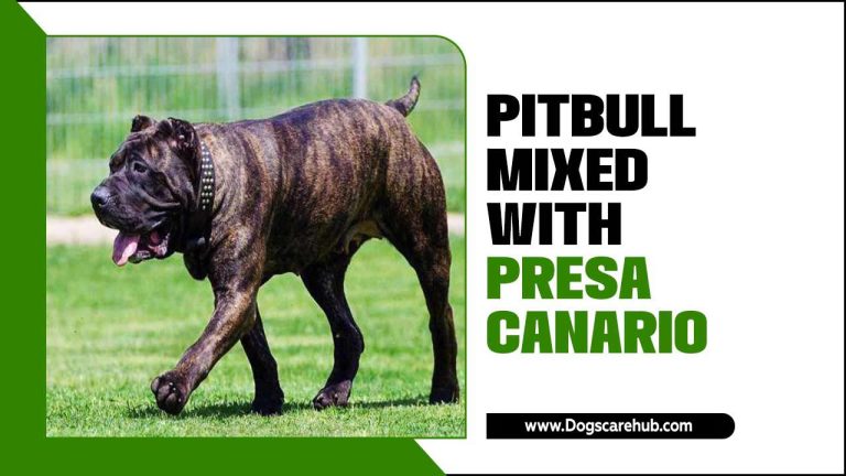 Pitbull Mixed With Presa Canario: A Powerful Hybrid Breed