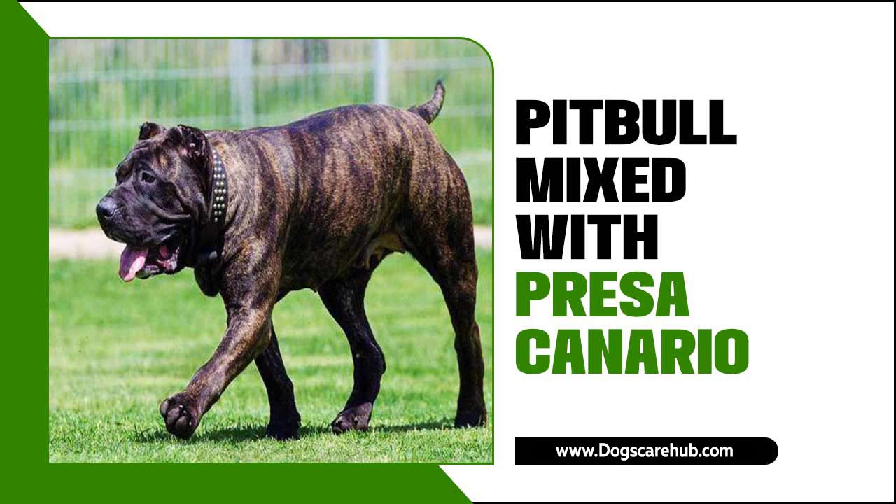 Pitbull Mixed With Presa Canario