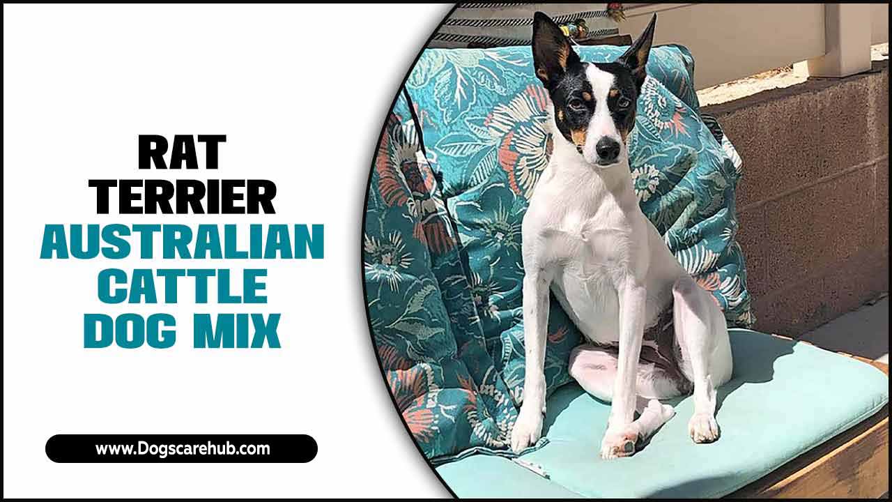 Rat Terrier Australian Cattle Dog Mix