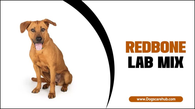 Redbone Lab Mix: You Need To Know