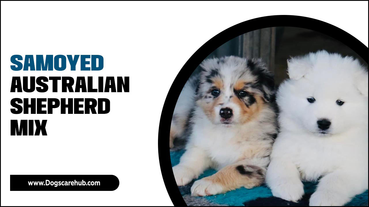 Samoyed Australian Shepherd Mix