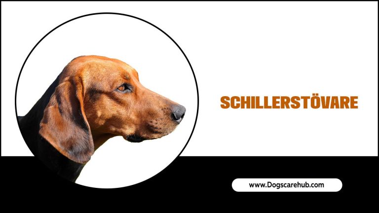 Schillerstövare – Your Guide To Grooming