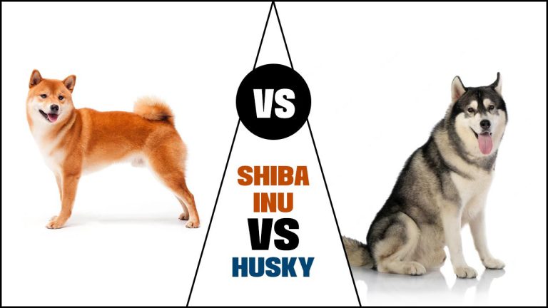 Shiba Inu Vs Husky – Complete Breed Comparison