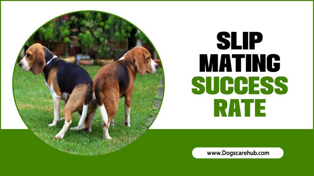 Slip Mating Success Rate Breed Bette