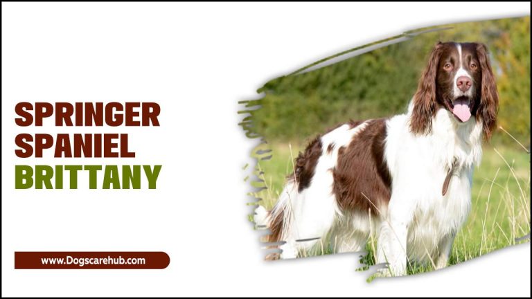 Springer Spaniel Brittany: The Perfect Companion For Active Owners