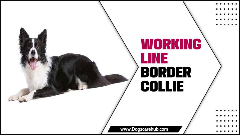 How To Care For Your Working Line Border Collie Puppy