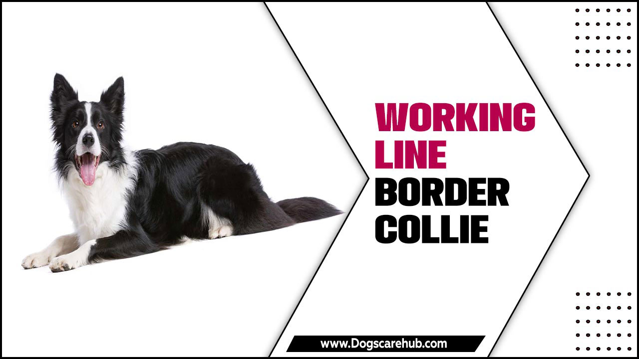 Working Line Border Collie