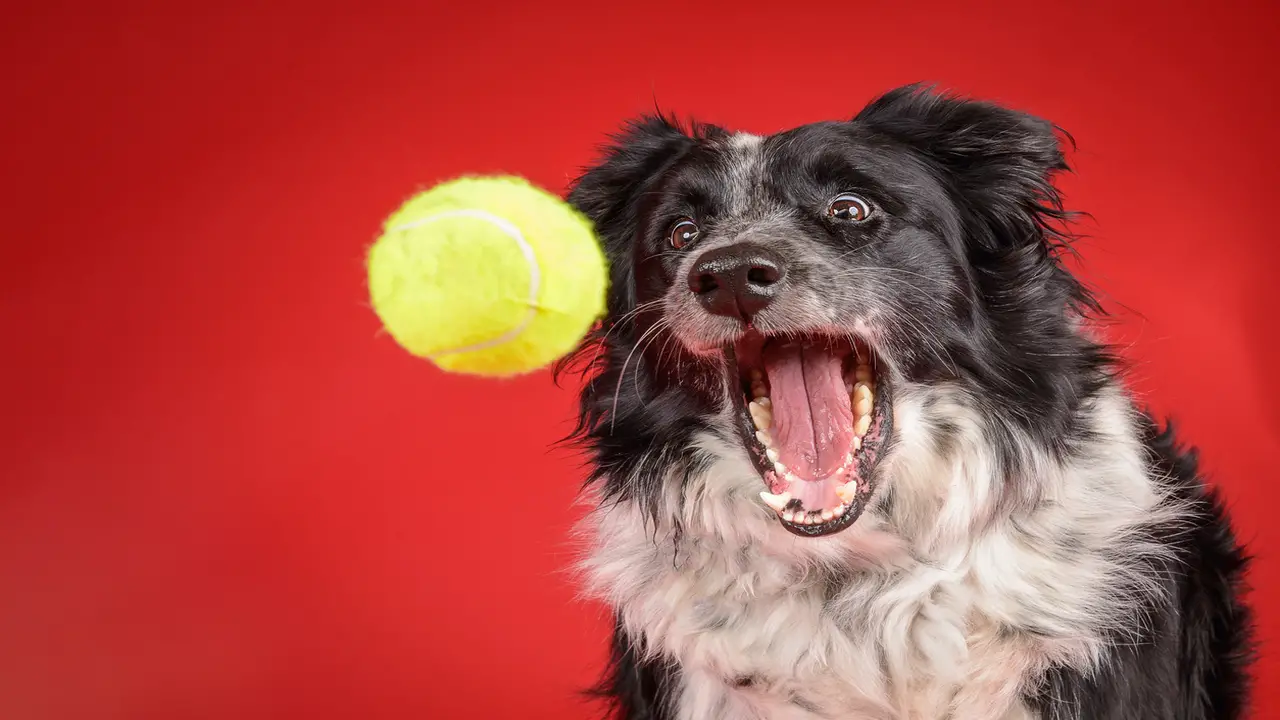 Tips For Preventing Dogs From Swallowing Tennis Balls In The Future