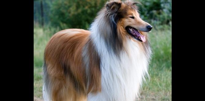 Collie for first time dog owners Collie for first time dog owners