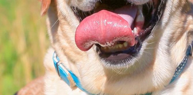 Labrador Retriever for first time dog owners Labrador Retriever for first time dog owners