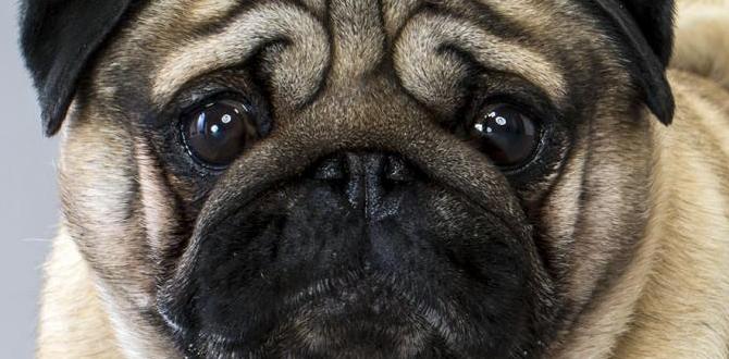 Pug for first time dog owners Pug for first time dog owners