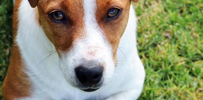 dog leash pulling solutions dog leash pulling solutions