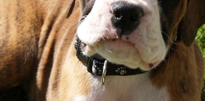 how Boxer behave with kids how Boxer behave with kids