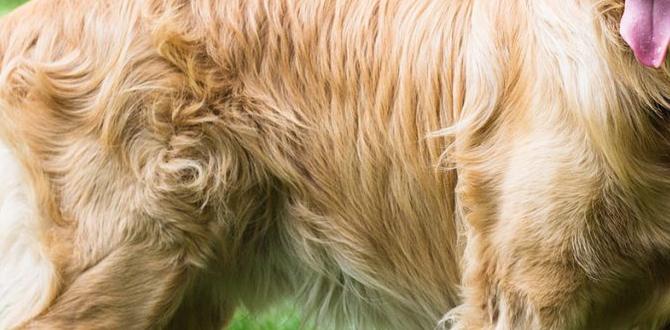how Golden Retriever behave with kids how Golden Retriever behave with kids