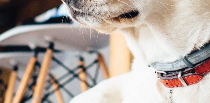 how to handle dominant puppy how to handle dominant puppy