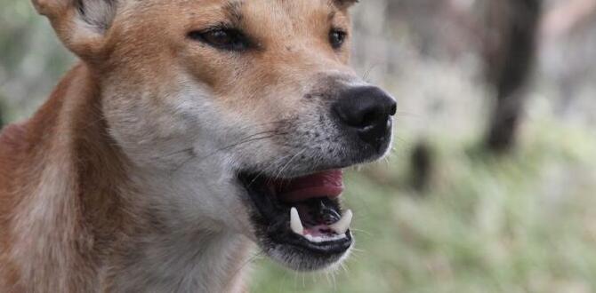 how to stop territorial barking how to stop territorial barking