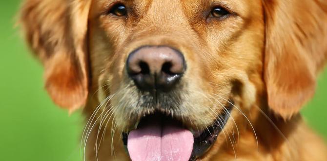 dog and baby tips explained