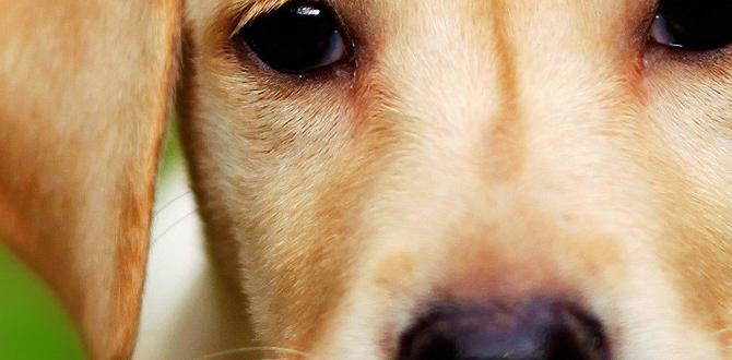dog hacks in winter