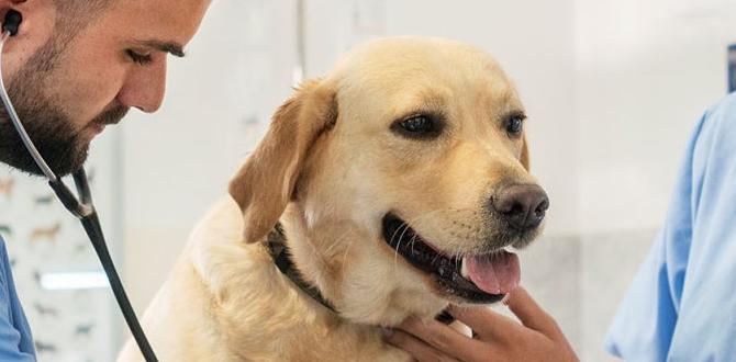 vet recommended dry dog food for beagles vet recommended dry dog food for beagles